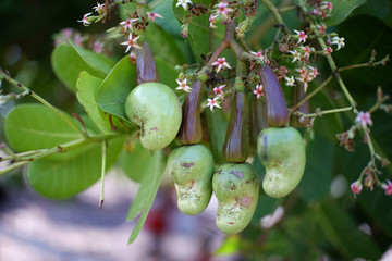 Cashew fruit still light green