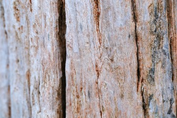 Obraz premium bark of a tree