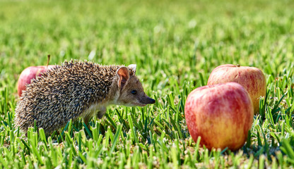 Little hedgehog on the green grass saw red apples
