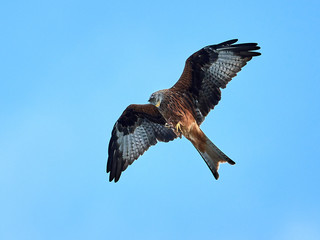 Red kite (Milvus milvus) in flight