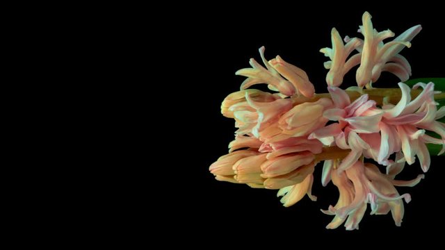 Timelapse of pink Hyacinth flower blooming on black background