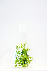 Examples of herbs in glass bottles for drug and cosmetics extraction isolate on white background.