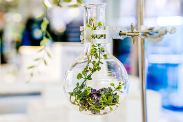 Examples of herbs in glass bottles for drug and cosmetics extraction with stand flask holder.