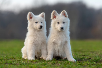 Puppy cute White Swiss Shepherd dog portrait on meadow