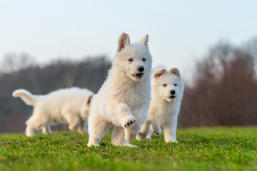 Puppy cute White Swiss Shepherd dog portrait on meadow