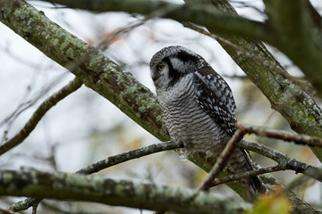 Northern Hawk Owl (Surnia ulula)