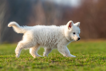 Puppy cute White Swiss Shepherd dog portrait on meadow