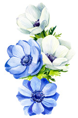 bouquet of beautiful flowers of blue and white anemones, on isolated white background, watercolor illustration, botanical painting