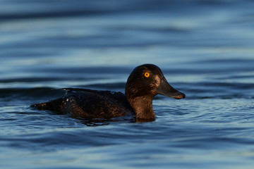 Tufted duck (Aythya fuligula) in its habitat in Denmark