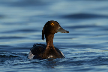 Tufted duck (Aythya fuligula) in its habitat in Denmark