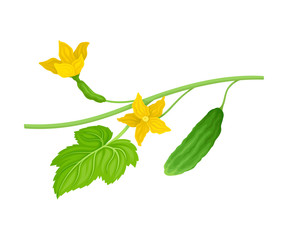 Cucumber With Green Stalk and Leaf Vector Item