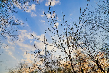 Tree branches against the blue sky with white clouds and sunset on a sunny day