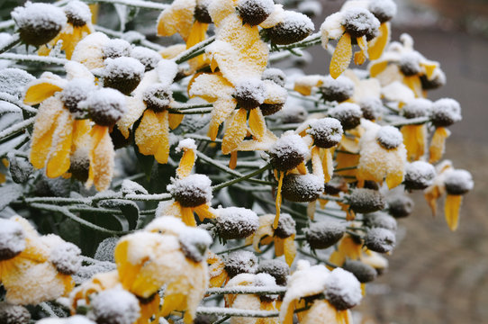 first snow on november morning on shiny coneflowers