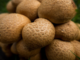 Group of wild mushrooms, growing piled up. Mushroom Texture Macro