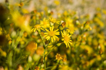 Small yellow wild flowers growing together in the meadow, with golden sunlight
