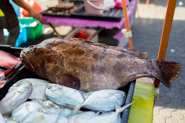 Giant Grouper at Sunday market