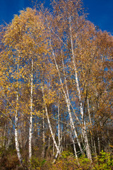 2018-11-20 SLEEPY ALDERS IN THE PACIFIC NORTHWEST