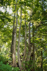 2019-07-25 TREES ON MERCER ISLAND IN SUMMER