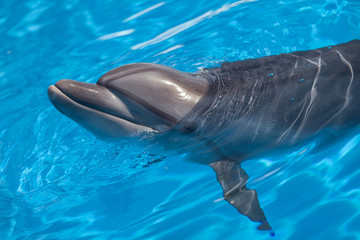 Bottlenose dolphin swims in the water.