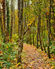 2019-10-23 FALL IN THE PACIFIC NORTHWEST