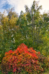 Naklejka premium 2019-10-24 CONTRASTING FALL COLORS IN BELLEVUE WASHINGTON