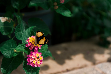 Butterfly swarming, yellow-pink flowers with a leafy background.