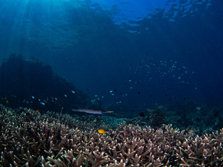 Fototapeta na wymiar Reefscape, Korallenriff im Flachwasser