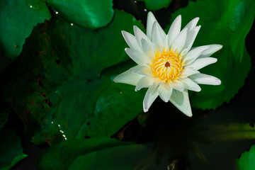 White lotus flowers and yellow stamens. In the pond with lotus leaves around.