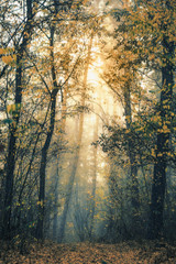 Obraz premium Autumn forest nature. Vivid morning in forest with sun rays through branches of trees.