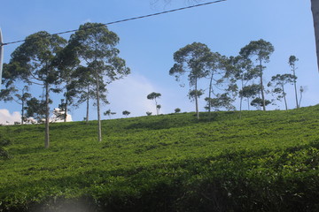 Obraz premium landscape tea plantation at kemuning, Indonesia