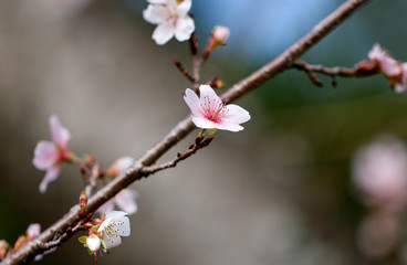 さくら　サクラ　桜　四季桜　姫桜　さくらの花