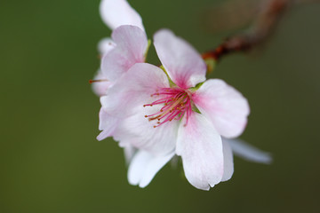 さくら　サクラ　桜　四季桜　姫桜　さくらの花