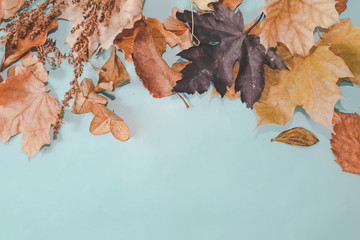Fototapeta na wymiar Autumn composition. Autumn leaves on Bright Blue pastel background. Flat lay, top view copy space.