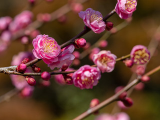 ピンクの梅の花　暗い背景