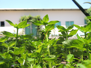 Green shrub growing in front of a house