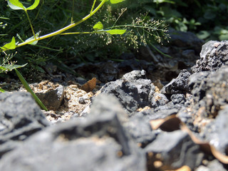 rocks and grass at backyard.