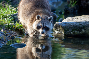 Reflections of a racoon