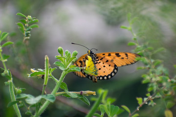 butterfly on flower