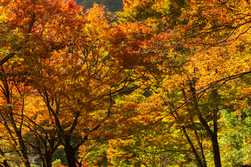 一目八景の紅葉