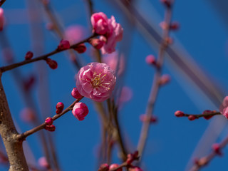 ピンクの梅の花　青空