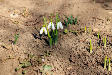White snowdrop flowers (Galanthus nivalis) on early spring