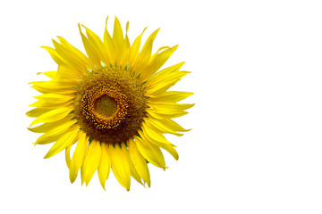 Sunflower isolated on white background