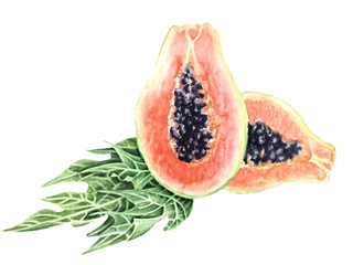 Botanical watercolor illustration Papaya