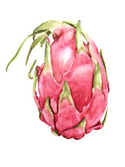 Realistic watercolor fruit Pitaya