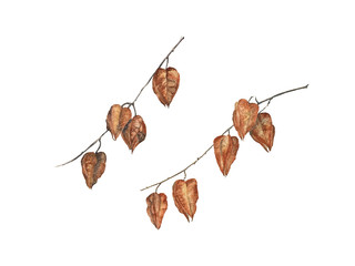 Seed boxes Kelreiteria