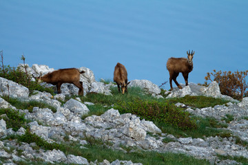Chamois in Biokovo nature park, Croatia