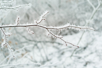 beautiful tree branch, covered with white, sharp needles of hoarfrost on a background of a winter landscape, concept seasonal, weather, first frost, horizontal, close-up