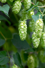 Green hop cones for beer and bread production, closeup. Detail hop cones in the hop field....