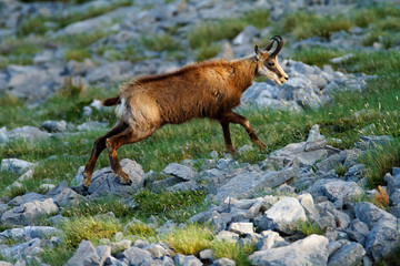 Chamois in Biokovo nature park, Croatia