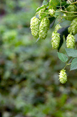 Green hop cones for beer and bread production, closeup. Detail hop cones in the hop field....